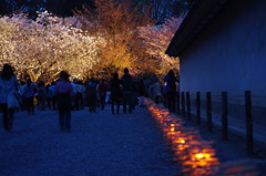 桜道