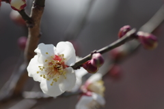 石ケ谷公園梅林にて