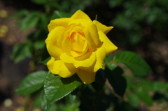 IMGP2444