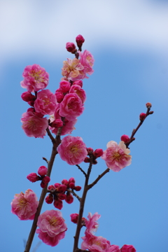 青空に紅