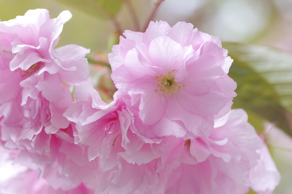 造幣局桜の通り抜け