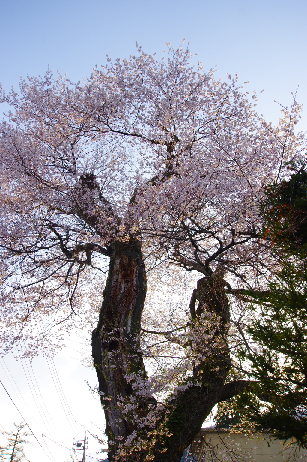 白馬村江戸彼岸桜