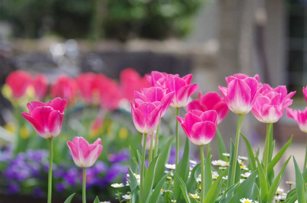 春の花たち