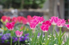 春の花たち