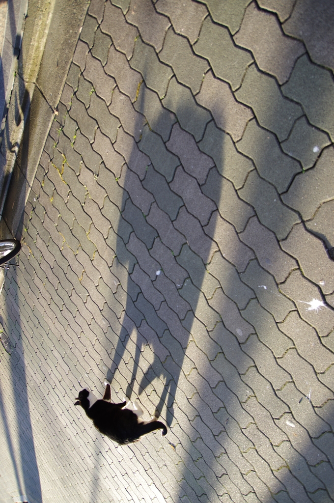 化け猫