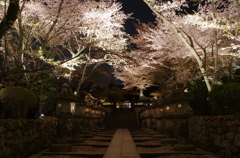 三井寺(圓城寺)の夜桜