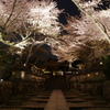 三井寺(圓城寺)の夜桜