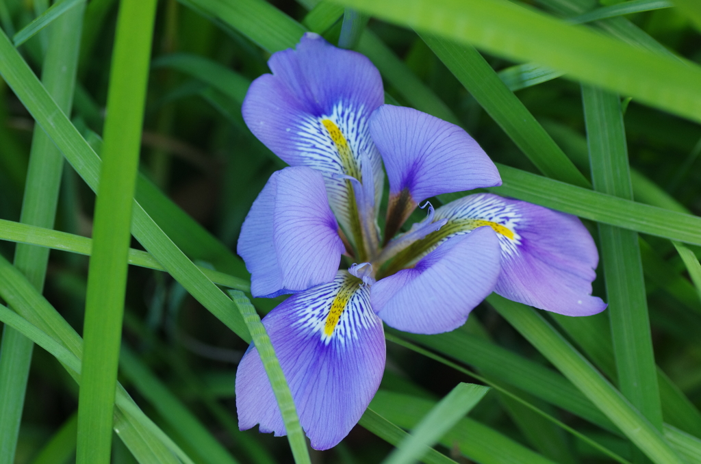 寒咲菖蒲