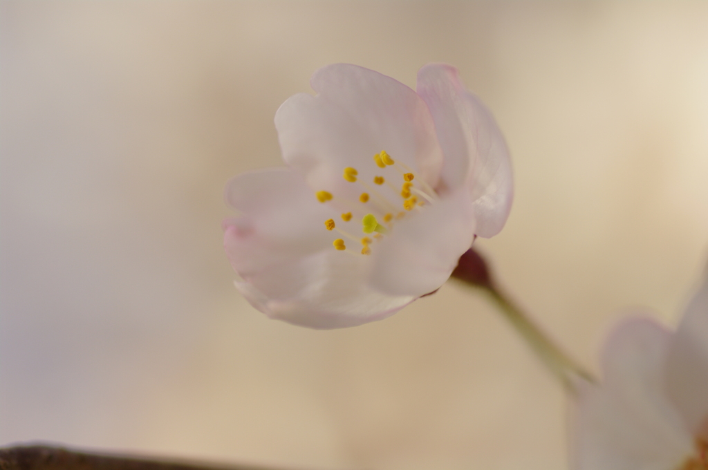 桜色