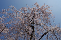 三月堂の桜