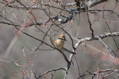 石ケ谷公園梅林にて