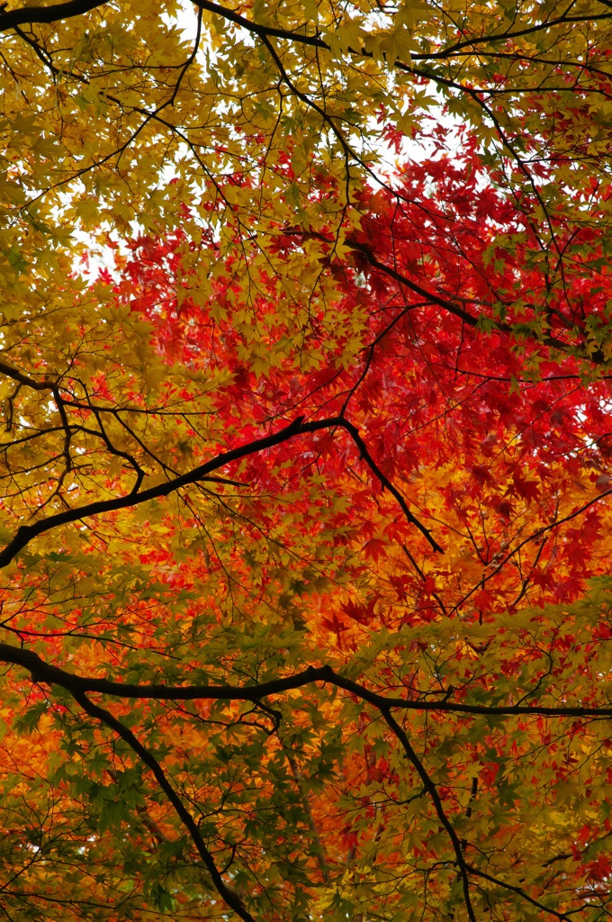 紅葉の錦