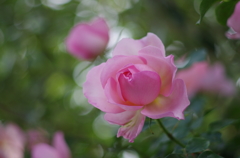IMGP6557