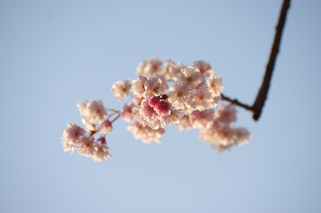 安曇野アートラインの桜