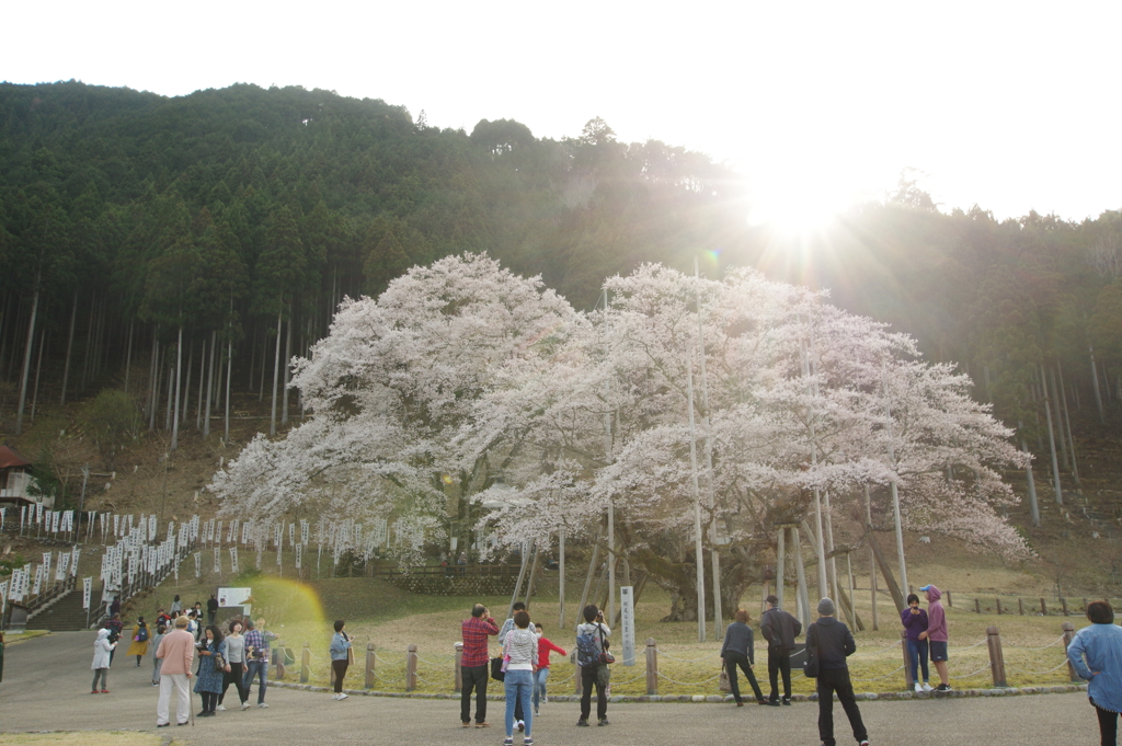 西陽の薄墨桜