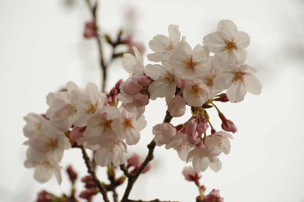 やっと咲き始め