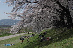 さくらふぶき