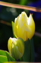 brightness