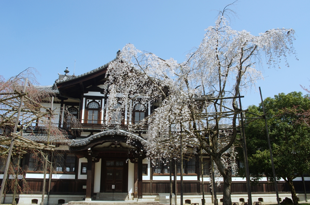 枝垂れ桜