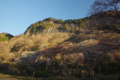 屏風岩山桜の壁
