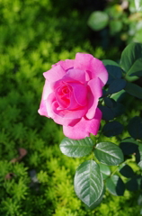 IMGP2557