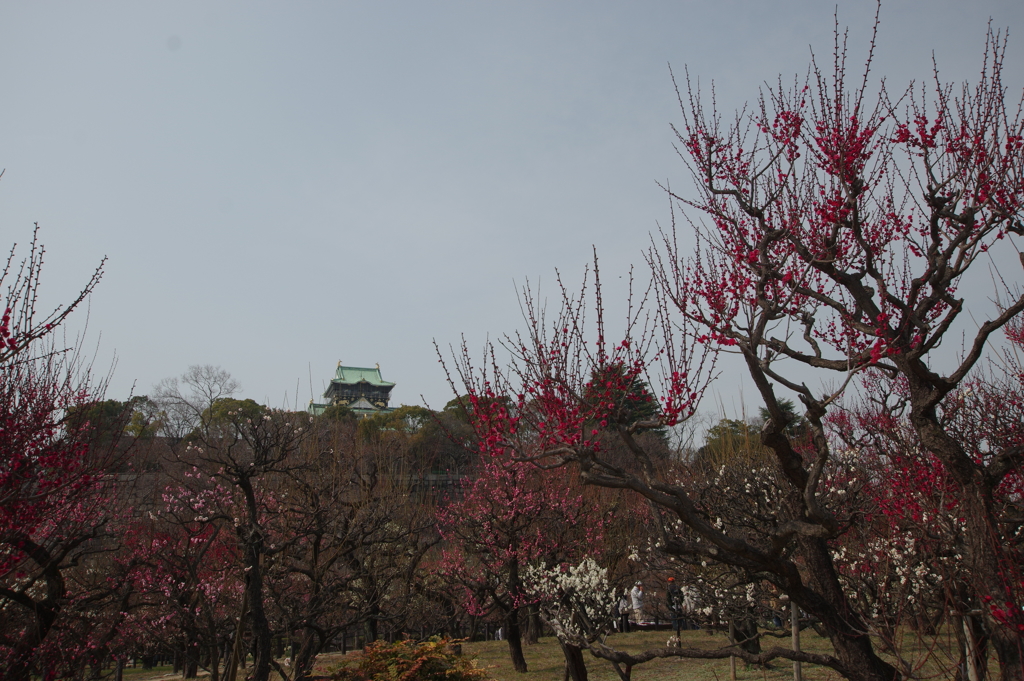 大阪城梅林