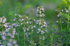 Are you going to Scarborough Fair