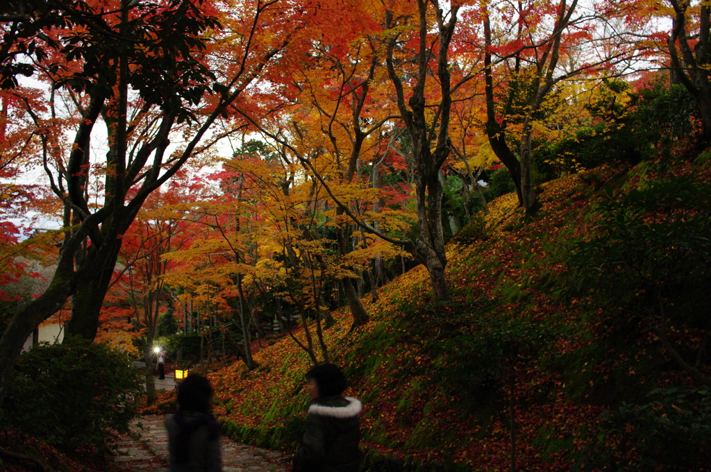 苔と落ち葉の坂道