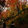 苔と落ち葉の坂道