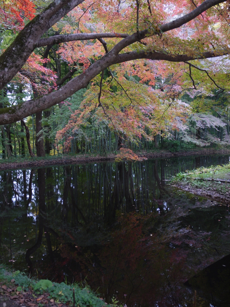 My autumn world
