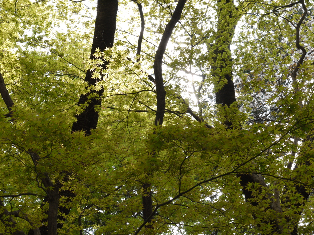石神井台公園