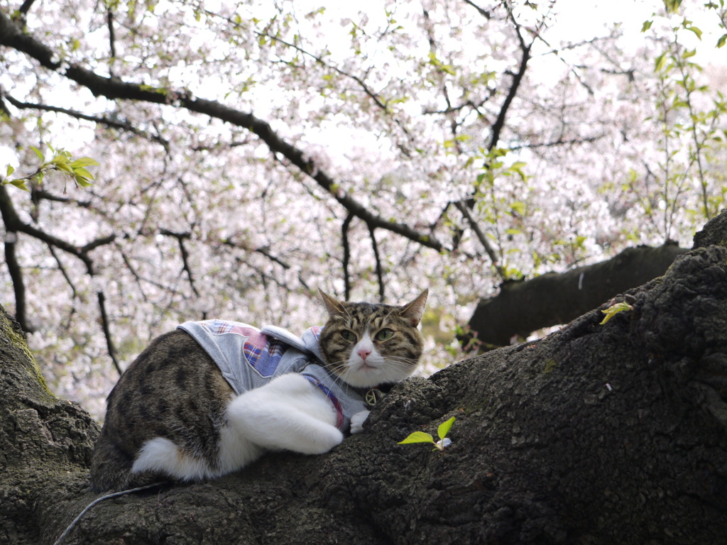 猫と桜