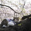 猫と桜