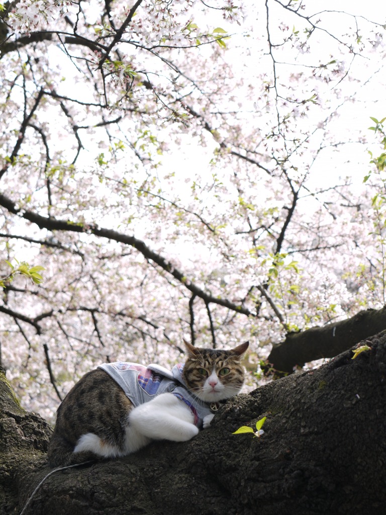 猫と桜