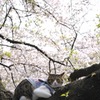 猫と桜