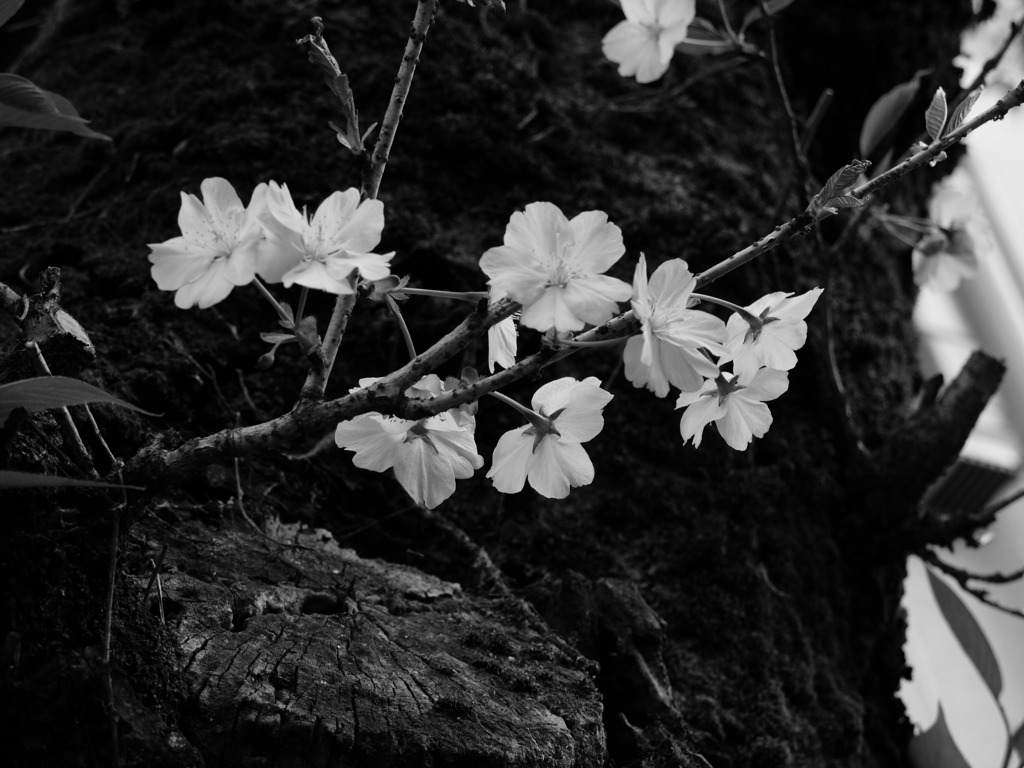 桜