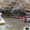 桜吹雪