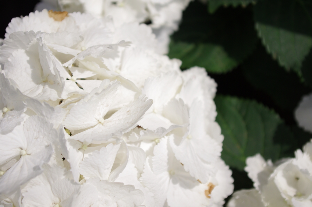 ６月の花嫁