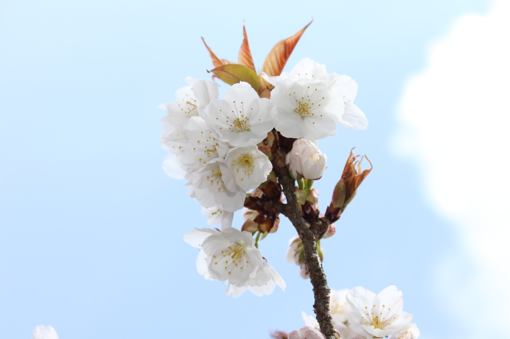 御室桜