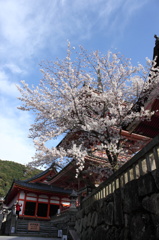 清水寺の桜と三重塔