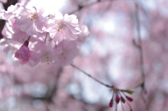 桜＠哲学の道