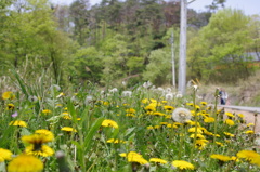 dandelion