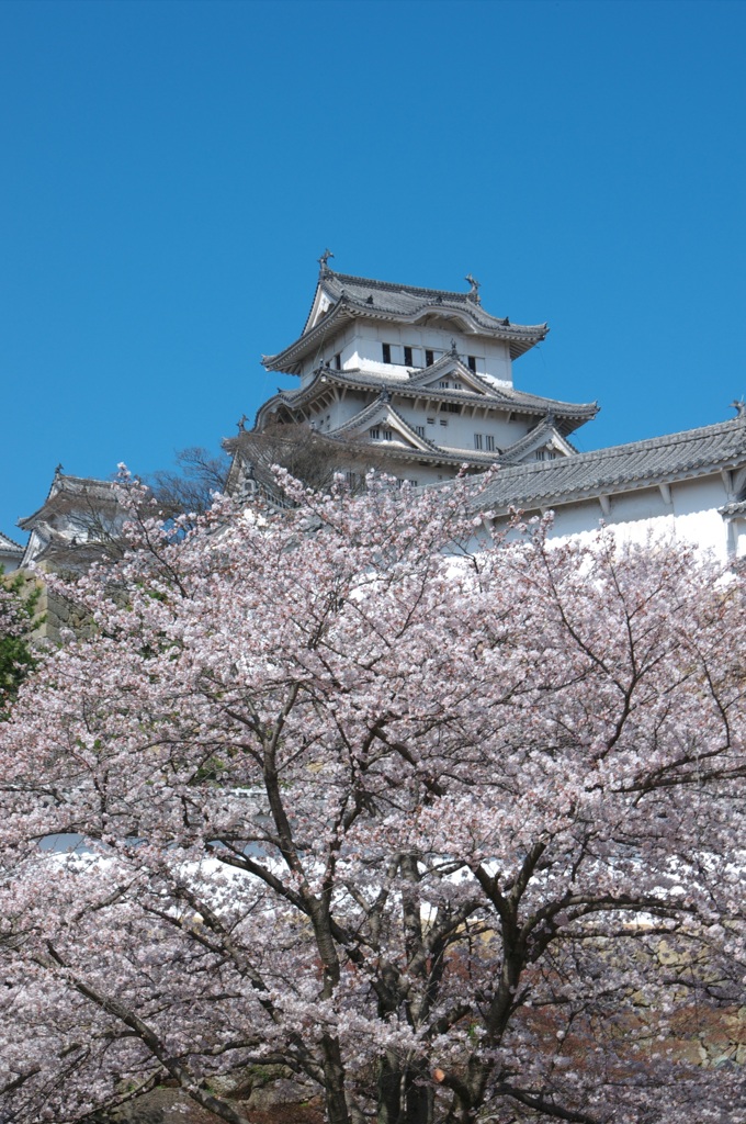 20100404姫路城桜②