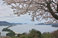 桜と天橋立