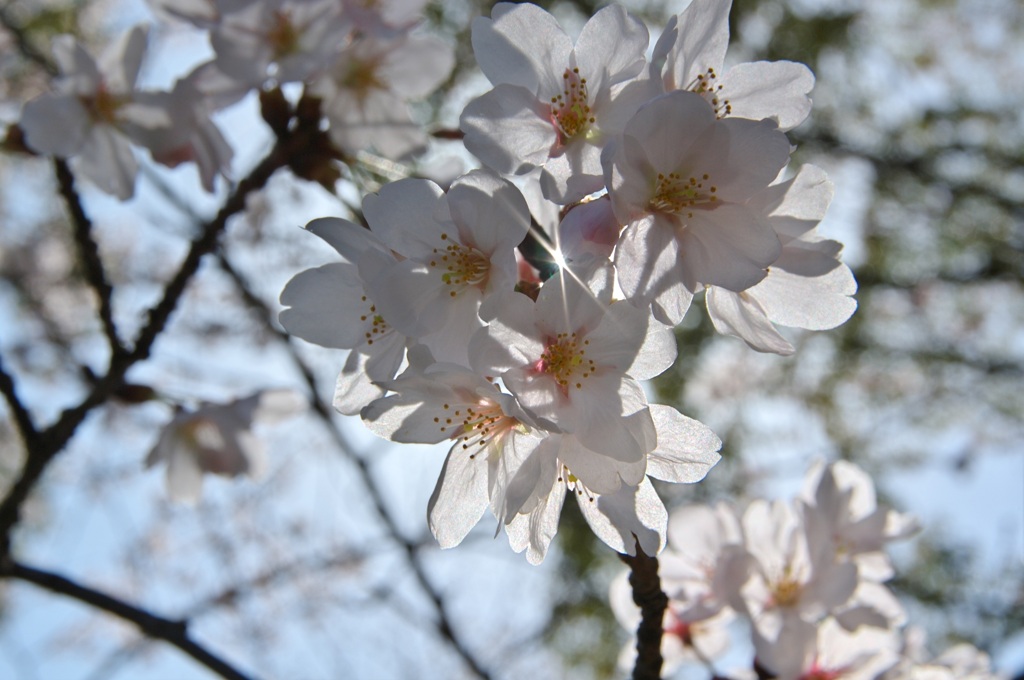 IMGP0827