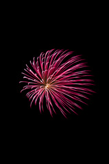 夏の花1