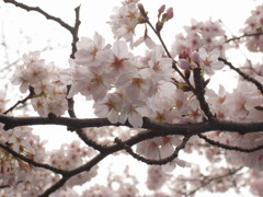 満開／上野公園にて