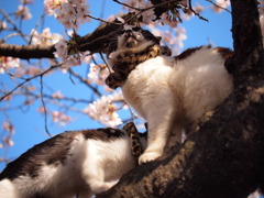 ハナミ