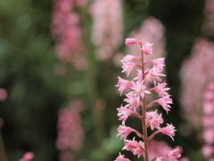 歩の華