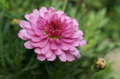 DSC00227